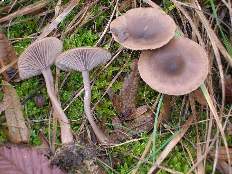 Pseudoclitocybe obbata    (Fr.)     Singer